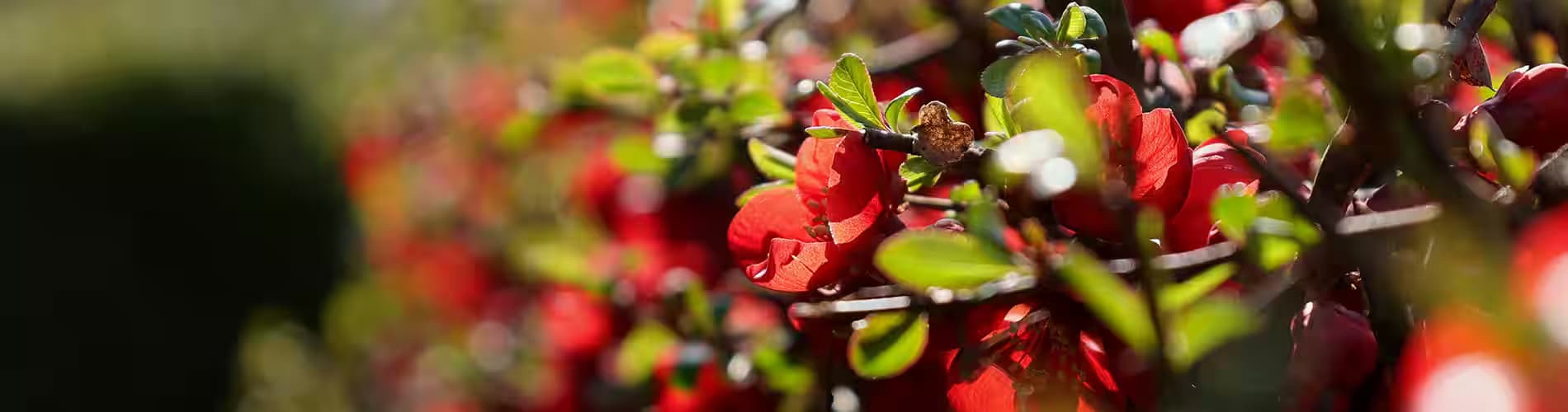 Цъфтящи храсти