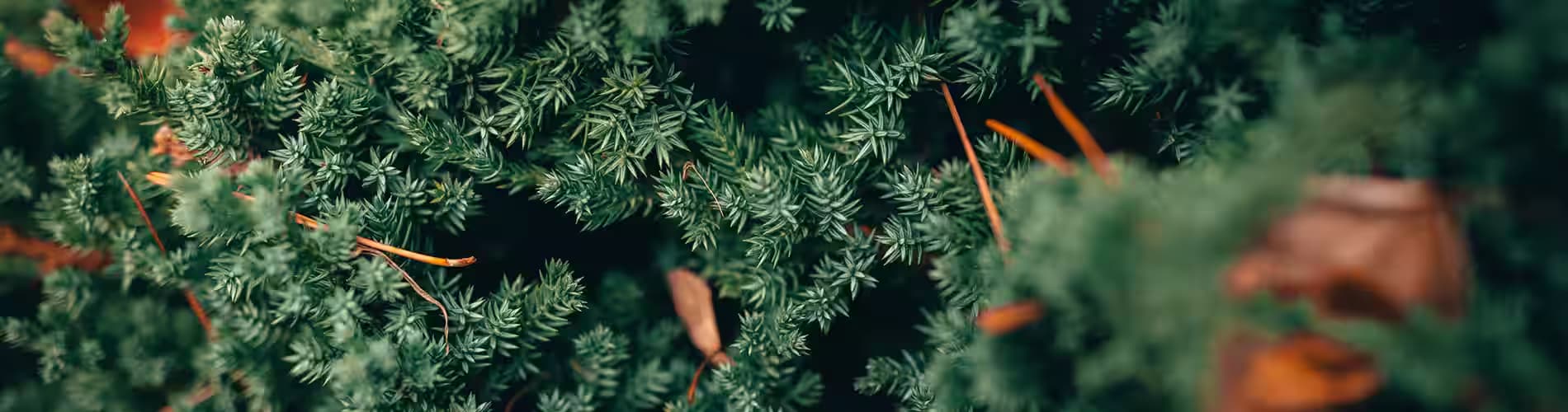 Иглолистни растения
