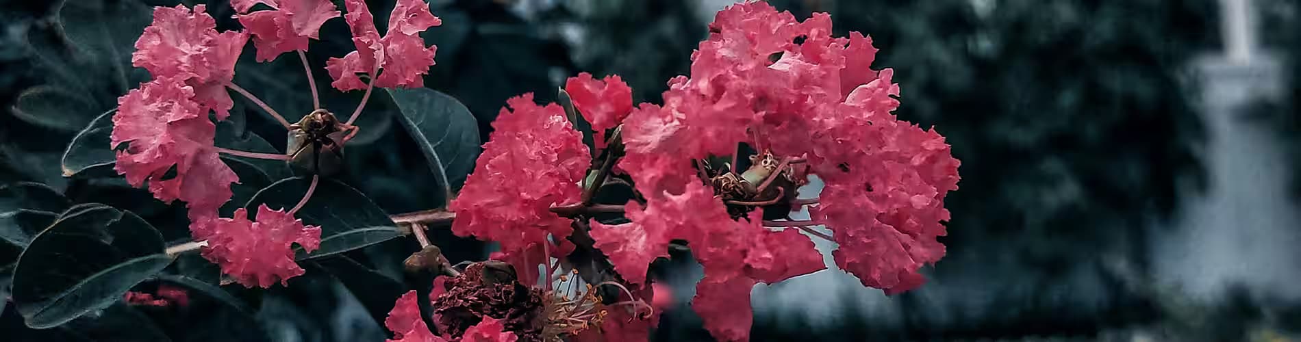 Индийски люляк